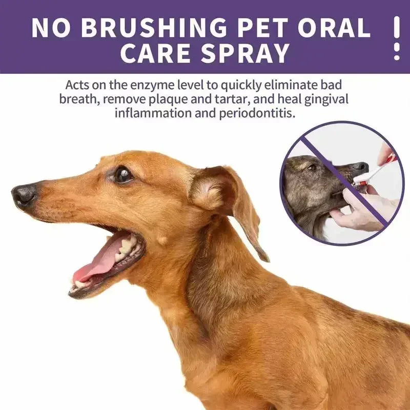 Spray Bucal para Pets 50ml - Limpeza Oral para Cães e Gatos, Hálito Fresco, Limpeza dos Dentes, Desodorante Bucal, Prevenção de Cálculo Dental, Elimina o Mau Hálito de Filhotes, Produtos para Animais de Estimação